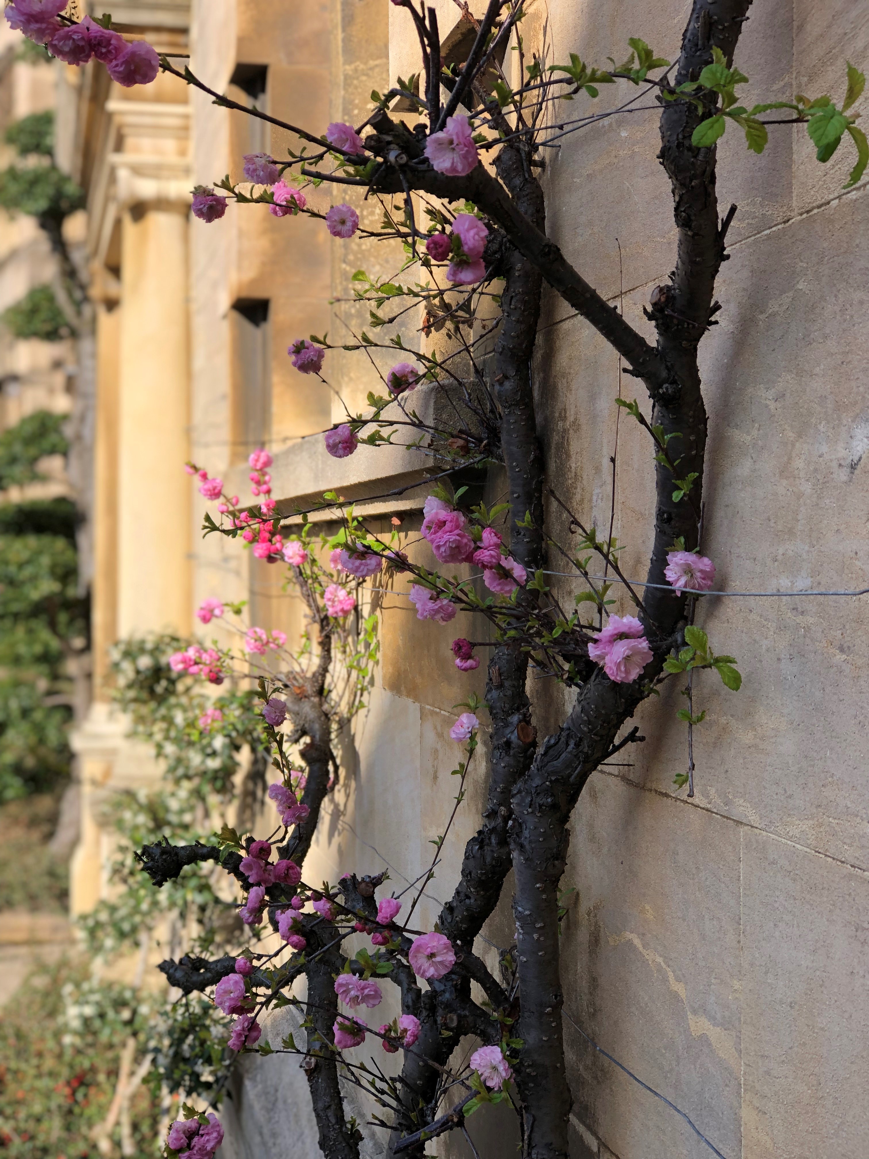 Blossom in Third Court